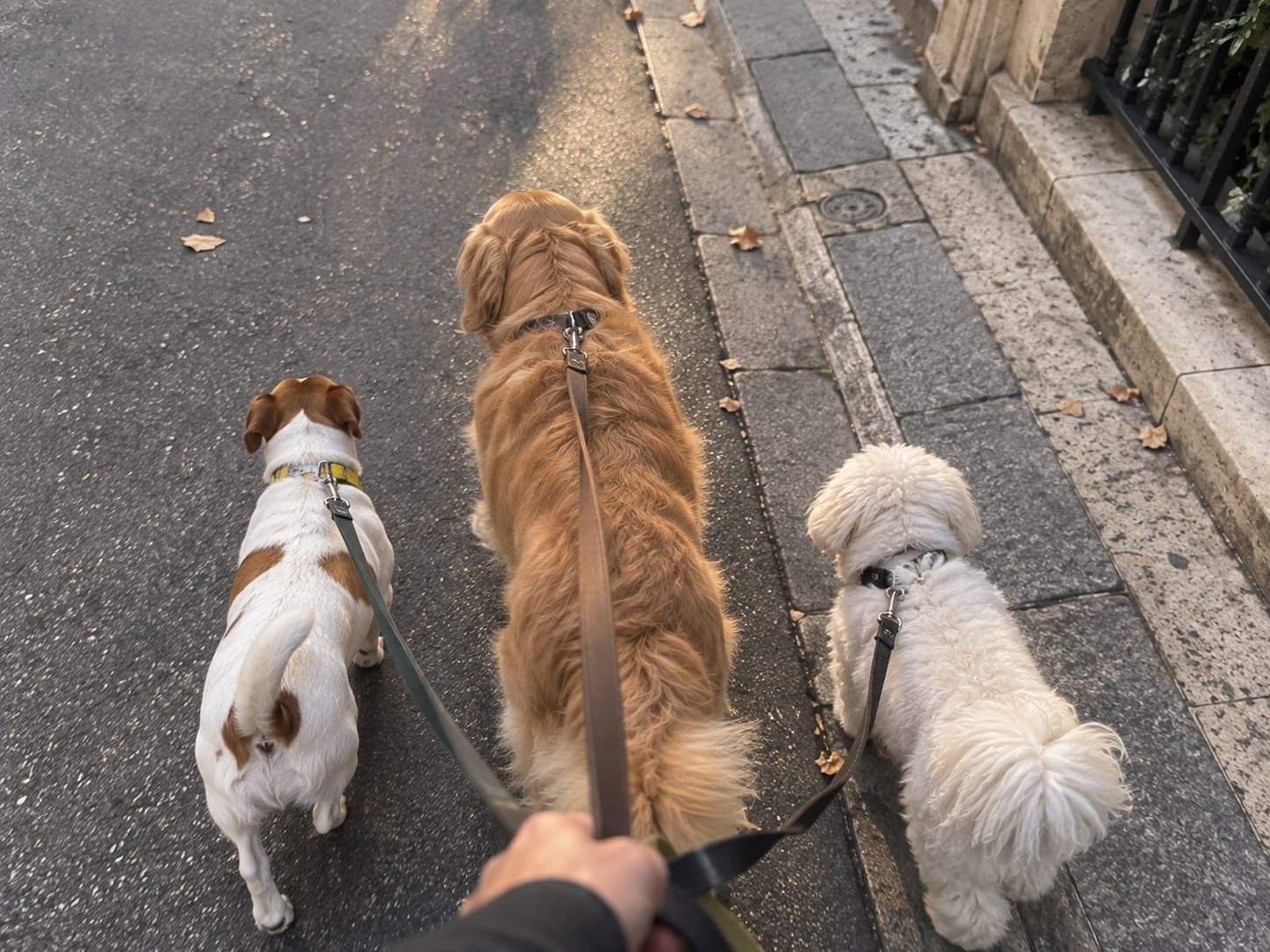 Le temps de courir, de renifler, de faire connaissance.